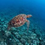 Bora Bora: 1 afternoon dive for certified divers - The Value of This Tour: Is It Worth It?