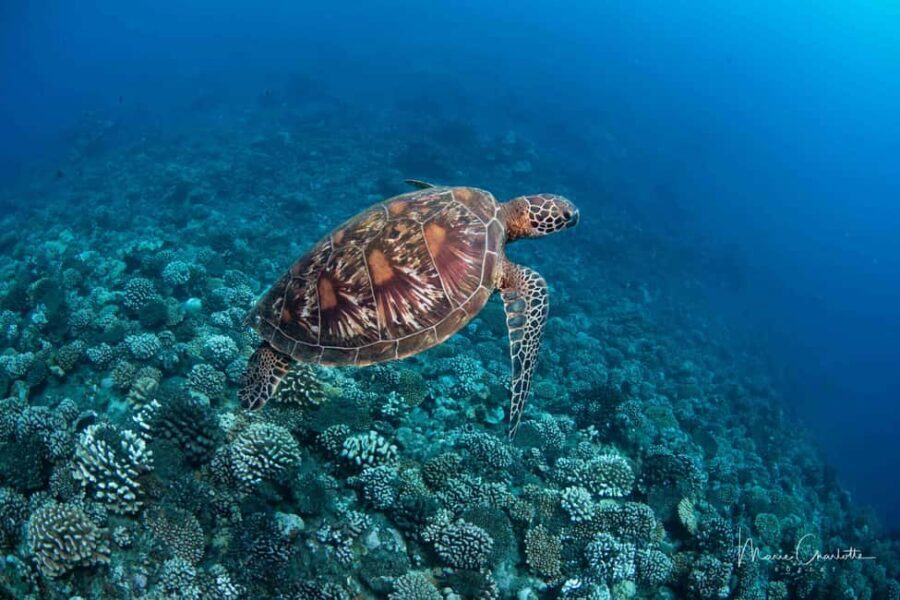 Bora Bora: 1 afternoon dive for certified divers - The Value of This Tour: Is It Worth It?