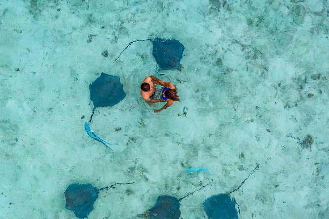Bora Bora Eco Snorkel Cruise Including Snorkeling with Sharks and Stingrays - What the Tour Includes and Practical Details