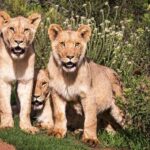 Botlierskop Private Game Reserve: 3.5-Hour Sunset Game Drive - Wildlife Encounters and Viewing Highlights