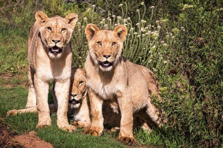 Botlierskop Private Game Reserve: 3.5-Hour Sunset Game Drive - Wildlife Encounters and Viewing Highlights