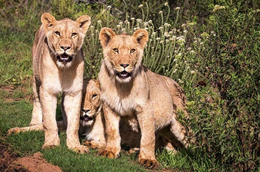 Botlierskop Private Game Reserve: 3.5-Hour Sunset Game Drive - Wildlife Encounters and Viewing Highlights