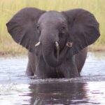 Botswana: 9-Day Chobe, Delta, and Victoria Falls Safari Tour - The Practicalities: What to Expect and What to Bring