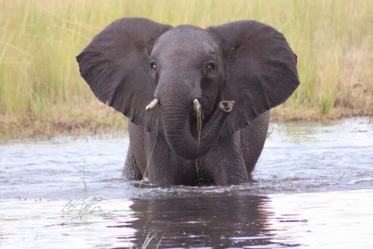 Botswana: 9-Day Chobe, Delta, and Victoria Falls Safari Tour - The Practicalities: What to Expect and What to Bring