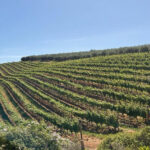 Boulders beach penguins and Wine tasting full-day tour - Who Would Love This Tour?