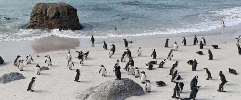 Boulders beach penguins and Wine tasting full-day tour - Who This Tour Is Perfect For