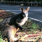 Boutique Great Ocean Road, wildlife and Rainforest Experience - An In-Depth Look at the Tour Itinerary