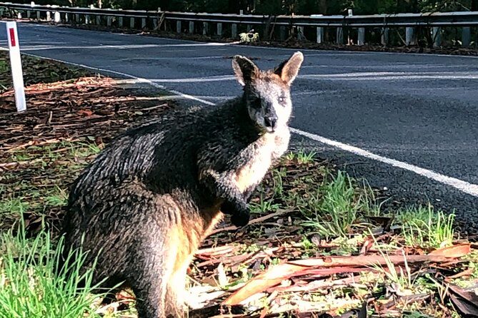 Boutique Great Ocean Road, wildlife and Rainforest Experience - An In-Depth Look at the Tour Itinerary