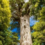Breathtaking Six Day Northland Tour Offered in English & German - Why This Tour Works Well