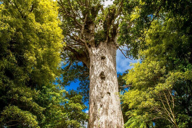 Breathtaking Six Day Northland Tour Offered in English & German - Why This Tour Works Well