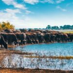 Breathtaking to Lake Manyara National Park Daytrip - What’s Included and What’s Not