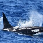 Bremer Bay Orca Experience - What Travelers Say