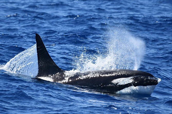 Bremer Bay Orca Experience - What Travelers Say