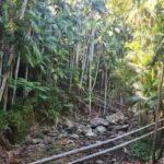 Brisbane Departure : Explore Tamborine Mountain Day Tour - The Itinerary Breakdown