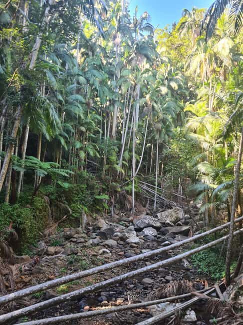 Brisbane Departure : Explore Tamborine Mountain Day Tour - The Itinerary Breakdown