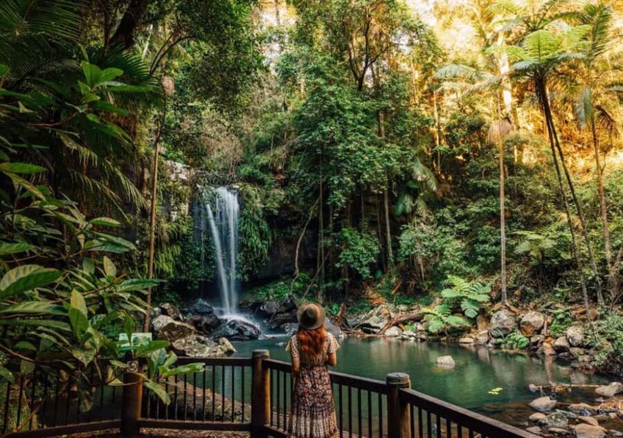 Brisbane: Hop on Hop off Bus to Tamborine Mountain - Authentic Experiences & Insights from Reviewers