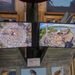 Brisbane: Kangaroos, Birds and Mangroves Coastal Tour - The Sum Up