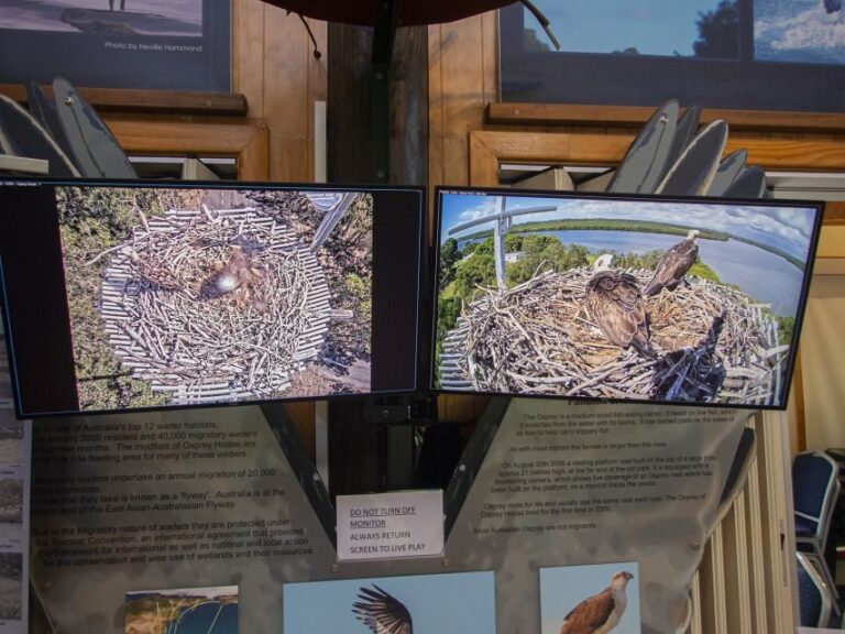 Brisbane: Kangaroos, Birds and Mangroves Coastal Tour - The Sum Up