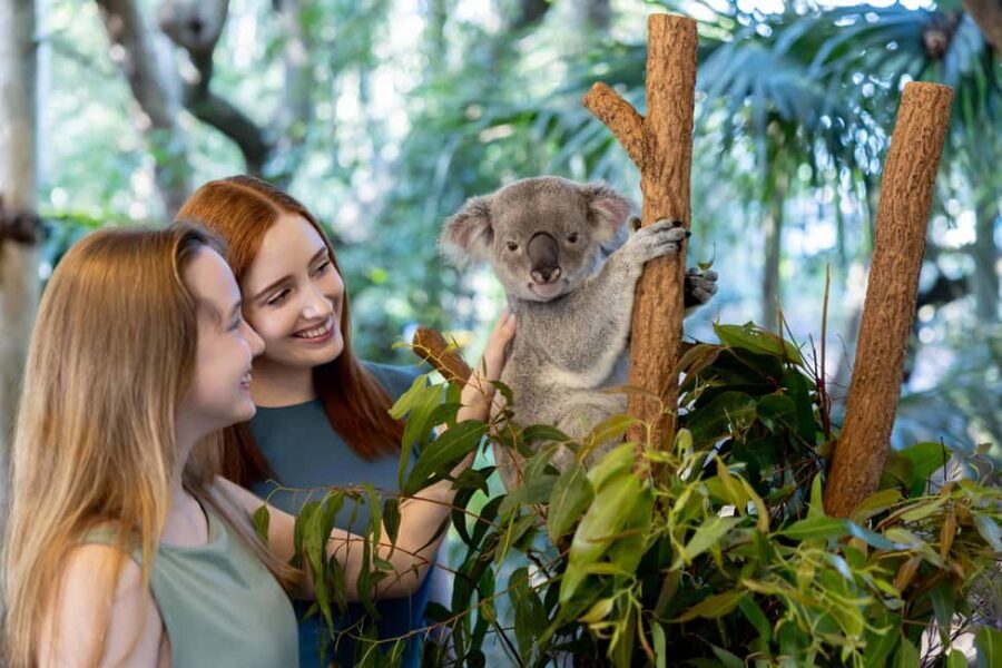 Brisbane: Lone Pine Koala Sanctuary Day Pass - A Detailed Look at the Lone Pine Koala Sanctuary Experience