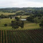 Brisbane: Picnic in the Vines - Why Choose This Experience?