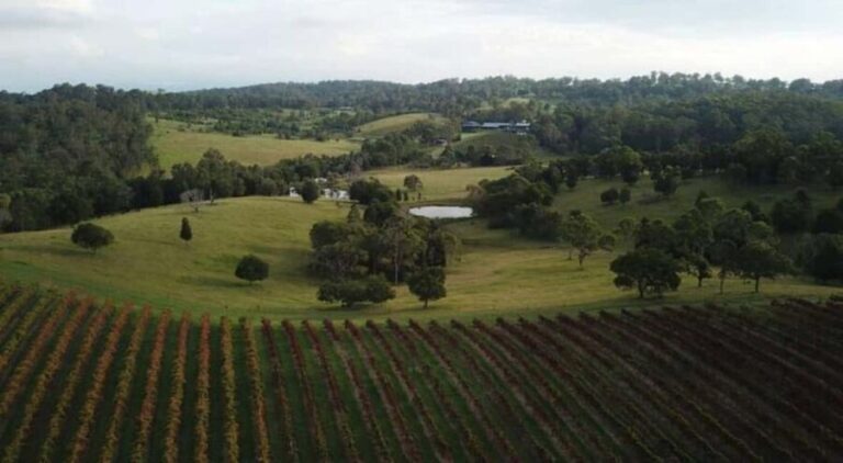 Brisbane: Picnic in the Vines - Why Choose This Experience?