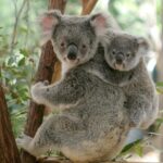 Brisbane River Cruise with entry to Lone Pine Koala Sanctuary - Final Thoughts