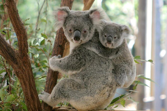 Brisbane River Cruise with entry to Lone Pine Koala Sanctuary - Final Thoughts