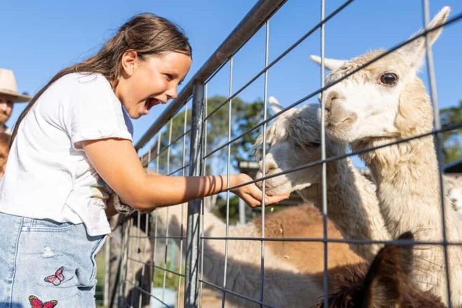Brisbane: Trevena Glen Farm 1hr Animal Experience - The Value of a 1-Hour Experience