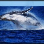 Brisbane Whale Watching Cruise from Redcliffe or Sunshine Coast - Key Points