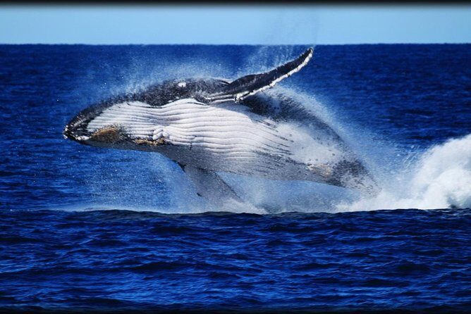 Brisbane Whale Watching Cruise from Redcliffe or Sunshine Coast - Key Points