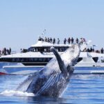 Brisbane: Whale Watching Cruise with Lunch - Who Will Love This Tour?