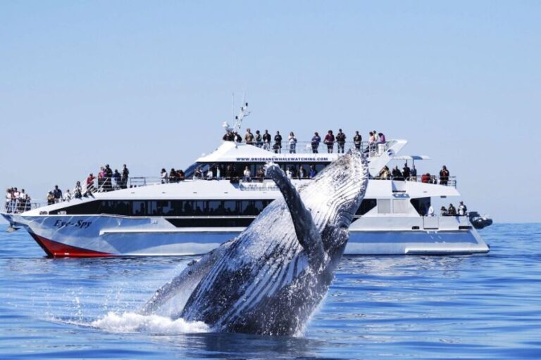 Brisbane: Whale Watching Cruise with Lunch - Who Will Love This Tour?