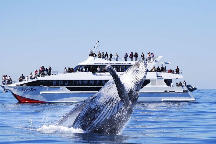 Brisbane: Whale Watching Cruise with Lunch - Who Will Love This Tour?