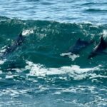 Broken Head: Nature Reserve Guided Eco-Tour with Beach Visit - The Value of This Eco-Tour