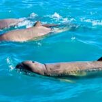 BROOME: SCENIC & PREHISTORIC CRUISE- Wine & Gourmet Platters - Authentic Experiences and Reviews