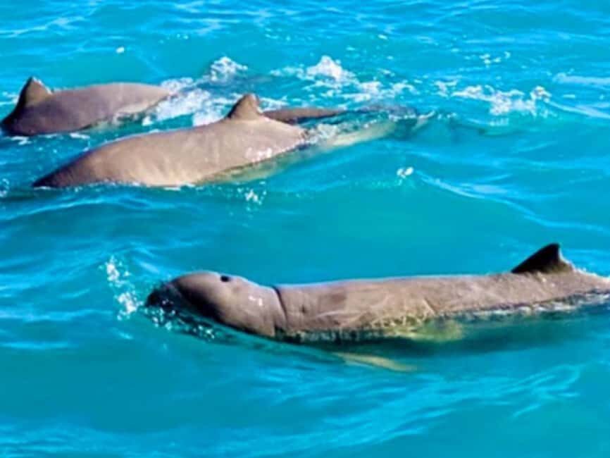 BROOME: SCENIC & PREHISTORIC CRUISE- Wine & Gourmet Platters - Authentic Experiences and Reviews