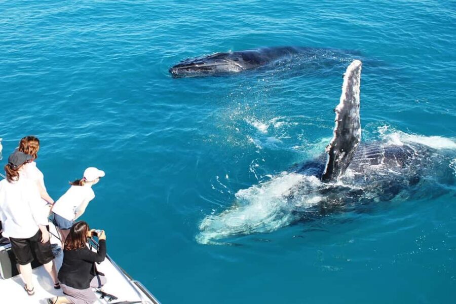 Broome: Whale Watching & Sunset Cruise - Frequently Asked Questions