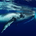 Bundaberg: Whale Watching Sightseeing Cruise with Lunch - Wildlife Viewing: Expect the Unexpected