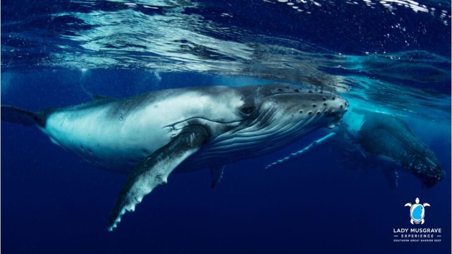Bundaberg: Whale Watching Sightseeing Cruise with Lunch - Wildlife Viewing: Expect the Unexpected
