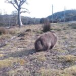 Burnie: Guided 6-hour tour to Cradle Mountain & Dove Lake - Guided Walk to Dove Lake and the Boatshed