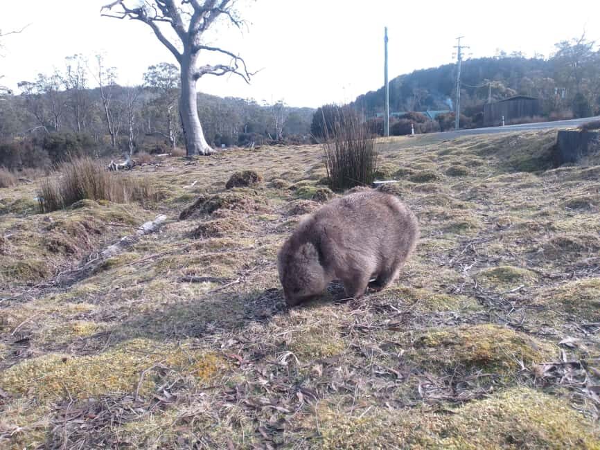 Burnie: Guided 6-hour tour to Cradle Mountain & Dove Lake - Guided Walk to Dove Lake and the Boatshed