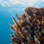 Busselton: Jetty Scuba Dive Tours with Underwater Sculptures - Key Points