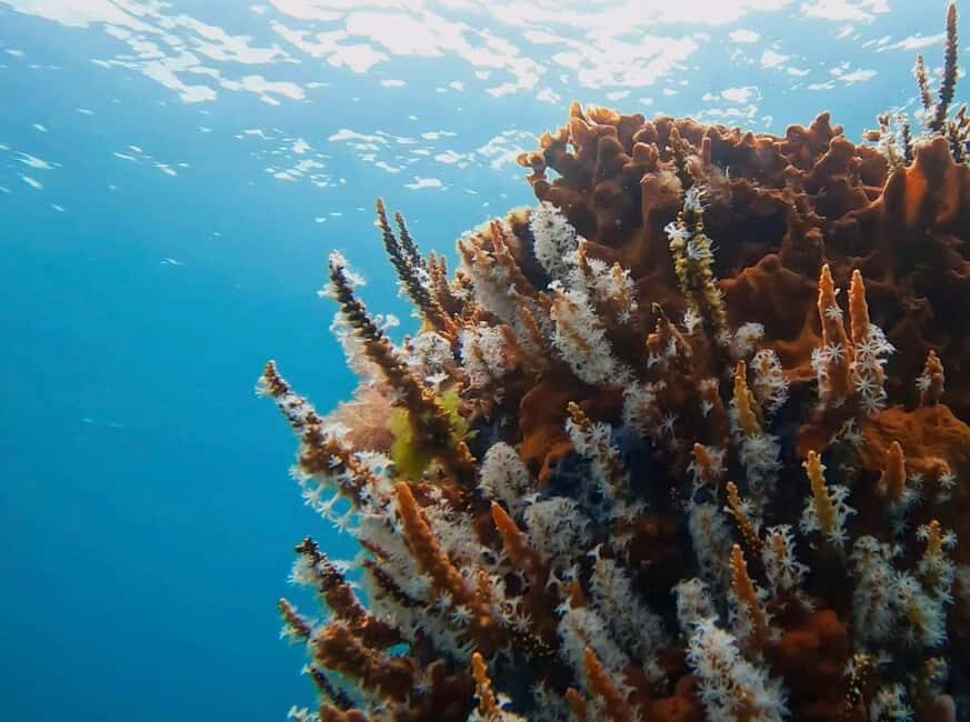 Busselton: Jetty Scuba Dive Tours with Underwater Sculptures - Key Points