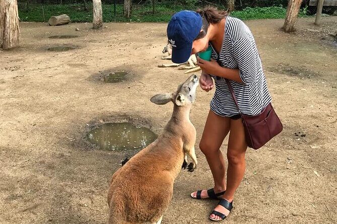 Byron Bay and Currumbin Wildlife Sanctuary Day Tour - Final Thoughts: Is It Worth It?