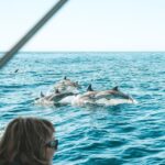 Byron Bay: Cruise with Dolphins Tour - What To Expect During the Tour