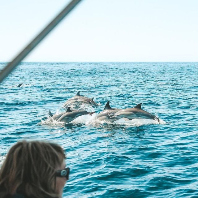 Byron Bay: Cruise with Dolphins Tour - What To Expect During the Tour
