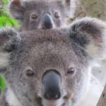 Byron Bay: Full-Day Wildlife Safari - An In-Depth Look at the Byron Bay Wildlife Safari