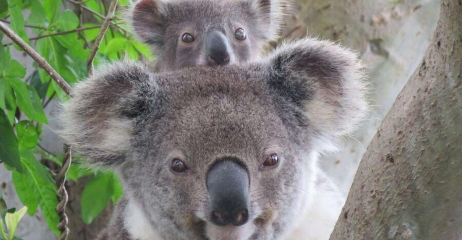 Byron Bay: Full-Day Wildlife Safari - An In-Depth Look at the Byron Bay Wildlife Safari
