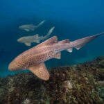 Byron Bay: Snorkelling Tour of Julian Rocks "Nuthungulli" - Who Will Love This Tour?