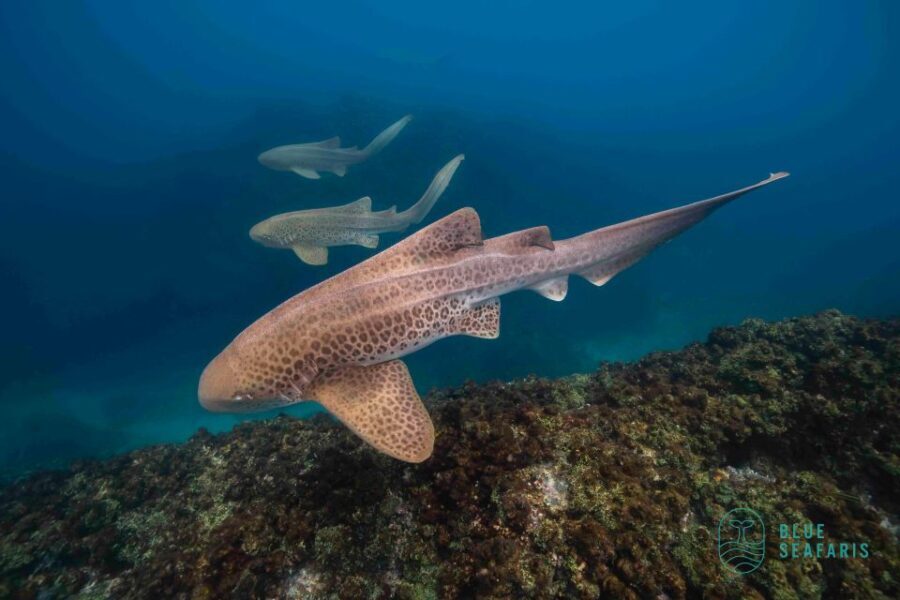 Byron Bay: Snorkelling Tour of Julian Rocks "Nuthungulli" - Who Will Love This Tour?